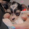 Male parti yorkshire terrier purebred and traditional male and female