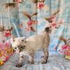 HIGHLANDER / DESERT LYNX SNOW FEMALE KITTEN