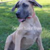 AKC Great Dane Puppies Fawn Female European