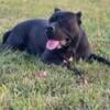 American Bandogge adult female available 