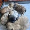 Ckc pekingese puppies