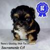 Quality Hypoallergenic AKC Shih Tzu’s