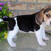 Sunny Female Beagle