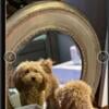 Goldendoodle micro mini 