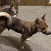 Beautiful purebred Shiba Inu puppy --female