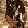 11 weeks old gsp for sale