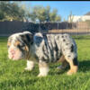 English Bulldogs For Sale We Breed French As Well Just Ask About It