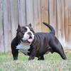 FOUNDATION FEMALE UKC/IBR