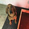 7-year-old Bloodhound, Briar