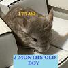 BEAUTIFUL BABY CHINCHILLAS'