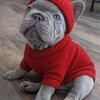 AKC French Bulldog Puppies - Lilac, New Shade Isabella, Merle