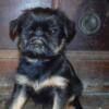 BRUSSELS GRIFFON boy