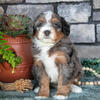 Adorable Mere Mini Bernedoodle Puppies