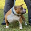 American Bully Female (3 Yrs Old) Breed Once  $1,500