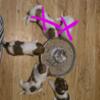 Tcup Morkies Yorki/Maltese 3 LEFT HALLOWEEN SPECIAL