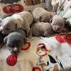 Pocket Bully Lilac Tri Female dog 2 p 