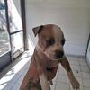 Pit puppies