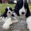 AKC English Springer Spaniels