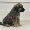 Kangal cross 5 puppies