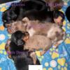 Miniature dapple longhair dachshunds 