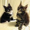 Champion European bloodlines Maine Coon kittens for adoption