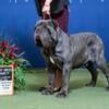 Neapolitan Mastiff  Stud Services AKC Champion