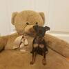 Miniature pinscher puppy male