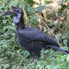 3 days Gorilla tracking Bwindi Impenetrable Forest National Park