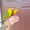 Sun and Jenday Conure