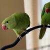 Sweet and beautiful handfed indian ringneck baby. Only $500 each.