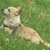 Male Chihuahua Needs a Loving Forever Home