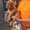 Dogue de Bordeaux puppies 