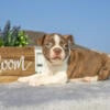 Cute and Cuddly Litter of Boston Terrier Puppies