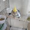 Male pearl cockatiel for Rehoming