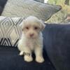 Maltipoo puppys first vaccine and check up ready to go at new home 