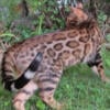 BROWN SPOTTED FEMALE BENGAL