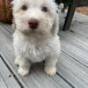 Paul micro, mini goldendoodle