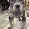 Pocket American Bully $700 comes with ABKC paperwork