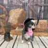 Beautiful female Shihtzu