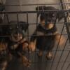 8 week Rottweiler Puppies