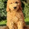 Miniature Goldendoodle Puppies, male Blue Collar