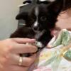 Adorable tiny pomchi female for good home