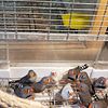 Zebra finches