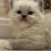 TICA registered Ragdoll Kitten