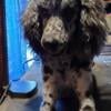 2 Yr Old Standard Male Poodle Stud