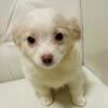 Long haired Male Chihuhua puppy