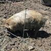 KuneKune Breeding Pair