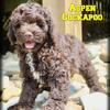 Aspen Male Cockapoo