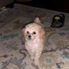 Toy Poodle Puppy girl