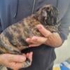 $1,590 Merle Moki - beautiful French Bulldog puppy for sale.